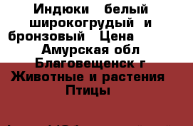      Индюки  (белый  широкогрудый  и  бронзовый › Цена ­ 1 500 - Амурская обл., Благовещенск г. Животные и растения » Птицы   